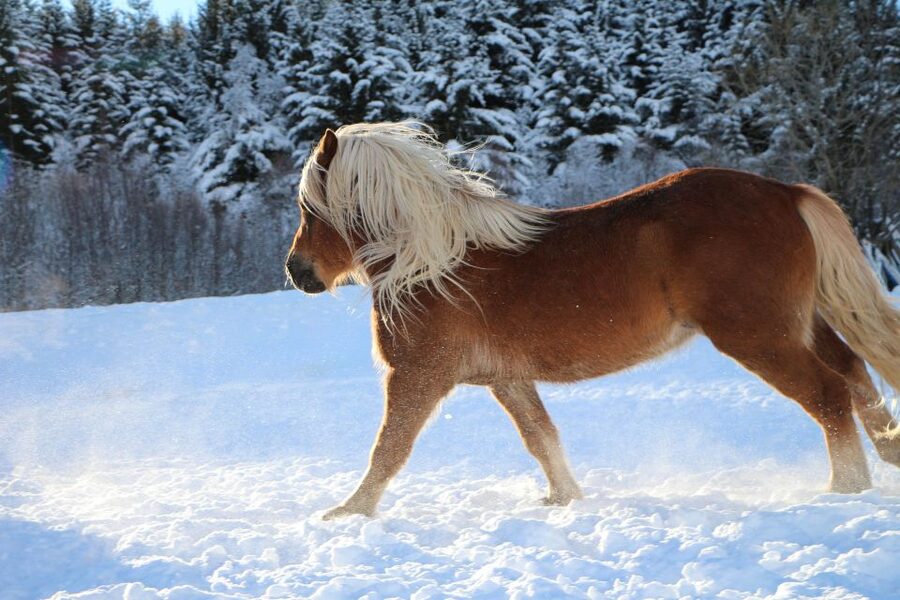 Tromsø: Lyngen Horse Stud Farm Visit - Your first contact with Lyngen horses: mares, stallions, and youngsters