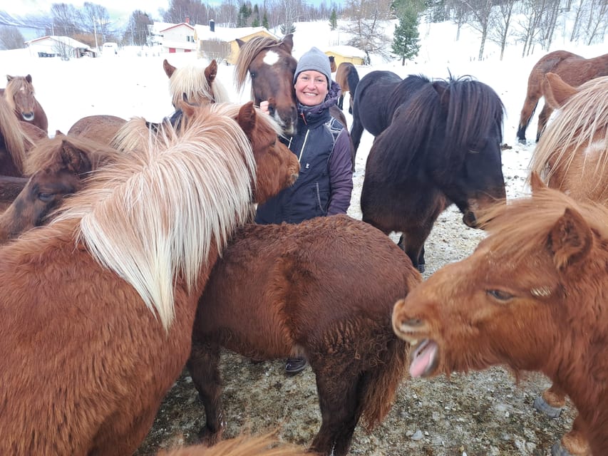 Tromsø: Lyngen Horse Winter Riding Experience - The Ride Itself: Quiet Roads, Arctic Air, and Big Views