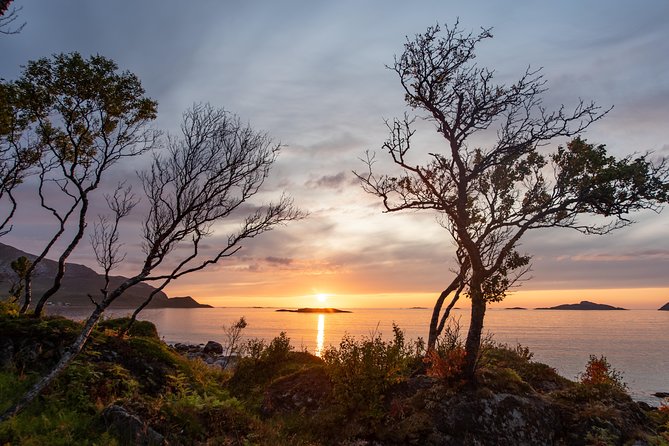 Tromsø: Midnight Sun with Campfire with Wandering Owl - Midnight Sun Timing: What You’re Really Watching for
