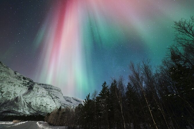 Tromsø: Northern Lights Minibus Tour with Expert Guides - Price and value: what $139.98 buys you in Tromsø winter
