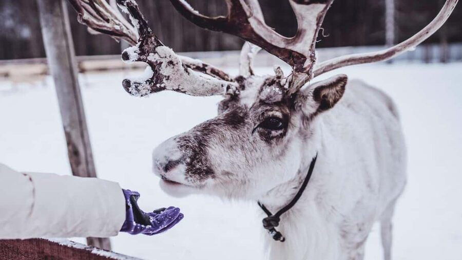 Tromsø: Northern Lights, Reindeer Feeding, Sami Camp, Museum - Tromsø’s “Aurora + Sami Camp” Combo Makes Sense