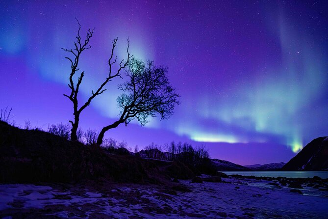 Tromsø Northern Lights with Campfire and Professional Photos - Who this tour fits best, and who should think twice