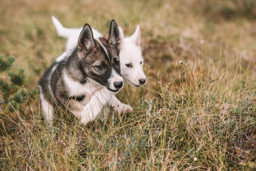 Tromsø: Puppy Training at the Husky Kennel with Lunch - From Tromsø to the Husky Farm: What This Day Feels Like