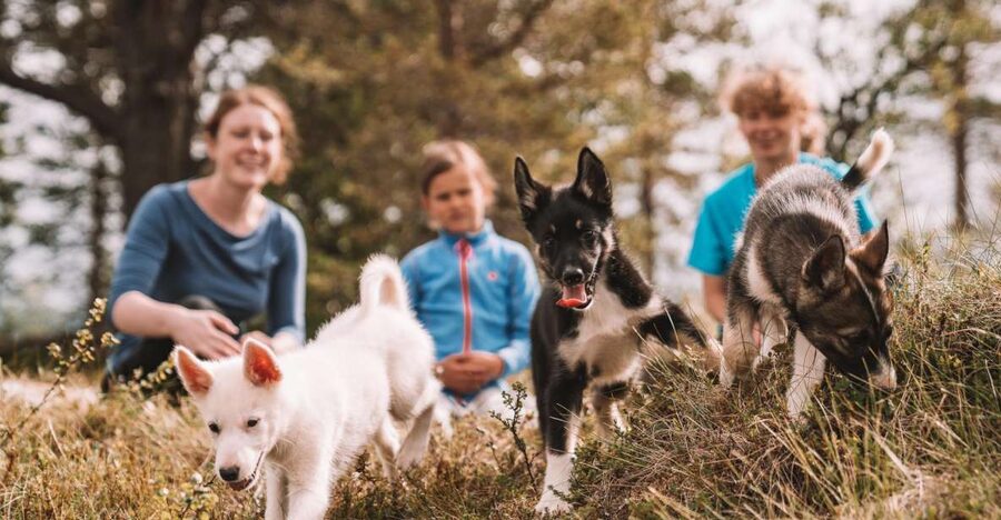 Tromsø: Puppy Training at the Husky Kennel with Lunch - Practical Tips: How to Have a Smooth, Warm Day