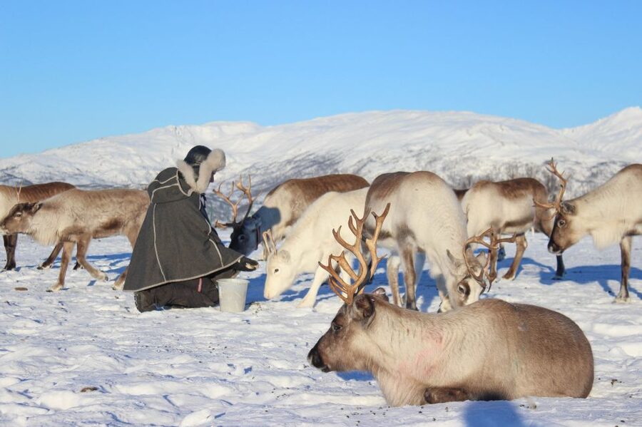 Tromsø: Reindeer Camp and Sami Cultural Tour with Lunch - Key things that make this tour special