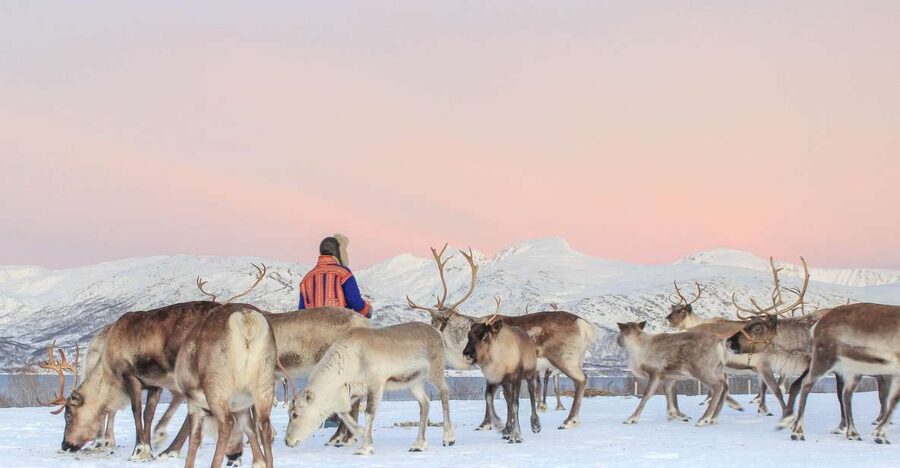Tromsø: Reindeer Camp and Sami Cultural Tour with Lunch - Lunch by the Fire: Reindeer Stew, Vegetarian Soup, and Hot Chocolate