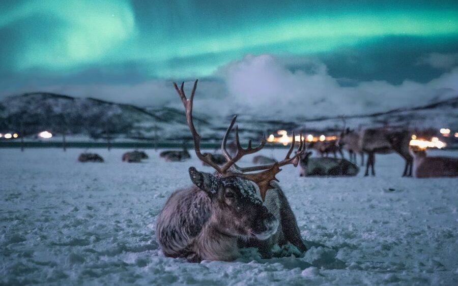 Tromsø: Reindeer Camp Dinner with Chance of Northern Lights - Tromsø Pickup at Prostneset: A Smooth Start in the Dark