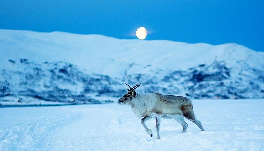 Tromsø: Reindeer Camp Dinner with Chance of Northern Lights - Price and Value at About $163: What You Get for the Money