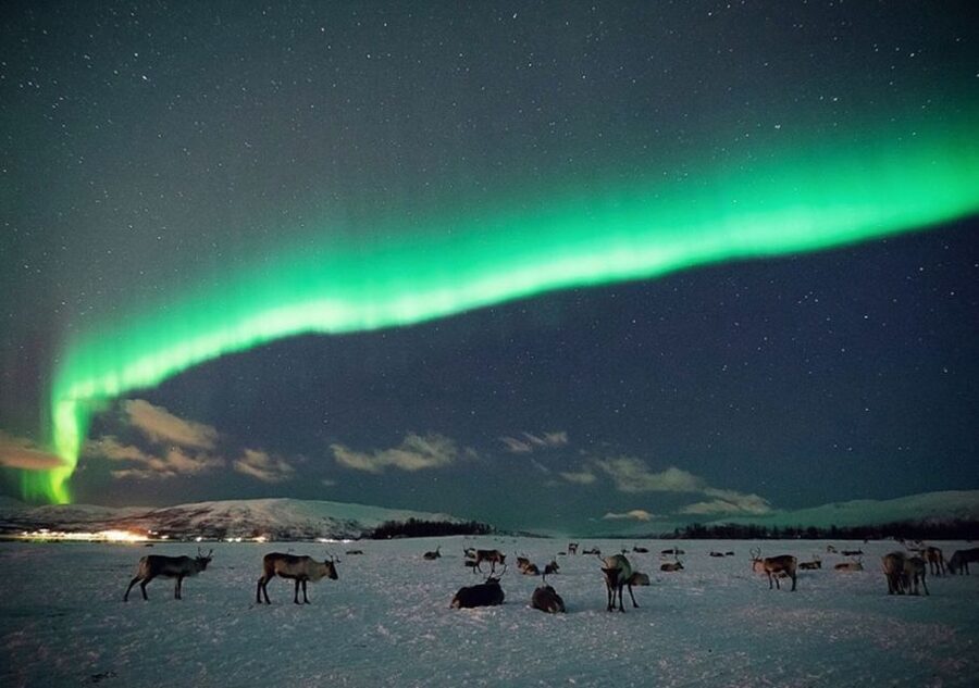 Tromsø: Reindeer Camp Dinner with Chance of Northern Lights - The 30-35 Minute Ride: Why Getting Out of Tromsø Matters