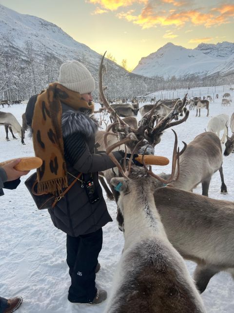 Tromsø: Reindeer Experience at a Sami Camp - Quick Hits Before You Go