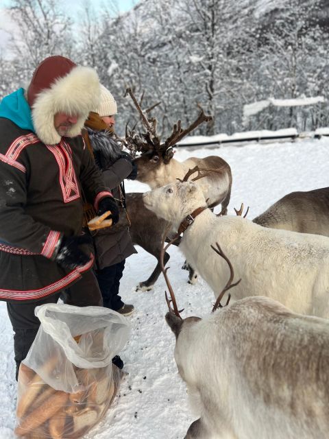 Tromsø: Reindeer Experience at a Sami Camp - Inside the Lavvu or Warm Cabin: Coffee, Snacks, and Sami Culture