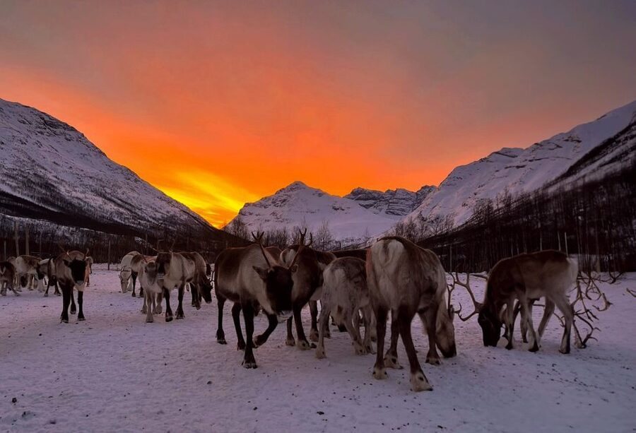 Tromsø: Reindeer Experience at a Sami Camp - Traditional Snacks and Sami Handicrafts: What to Look For