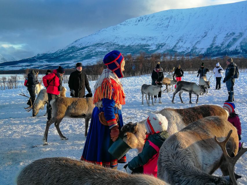 Tromsø: Reindeer Feeding and Sami Cultural Experience - Key Highlights You Will Feel Immediately