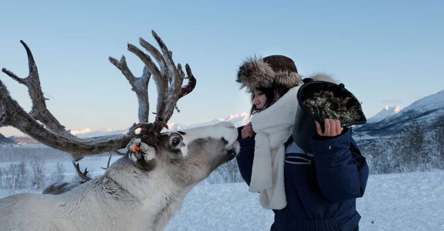 Tromsø: Reindeer Feeding and Sami Cultural Experience - The Point of This Trip: Close Reindeer Contact Plus Sámi Culture