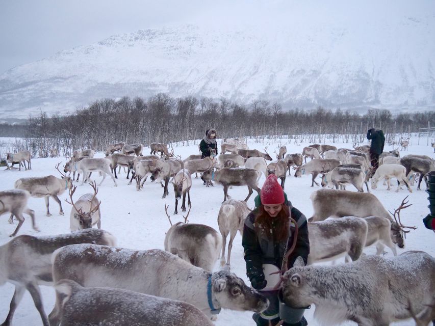 Tromsø: Reindeer Feeding and Sami Cultural Experience - The Cultural Session: Artifacts, Stories, and Survival Lessons