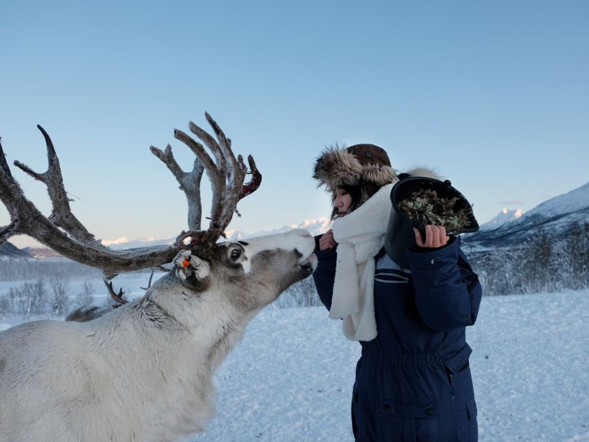 Tromsø: Reindeer Feeding and Sami Cultural Experience - Getting There from Tromsø: Meet at Radisson Blue, Then Ride Out