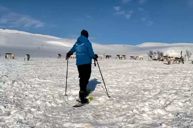 Tromso: Reindeer Feeding and Snowshoeing Tour with Lunch - Lunch inside a gamme: reindeer stew plus vegan and gluten-free options