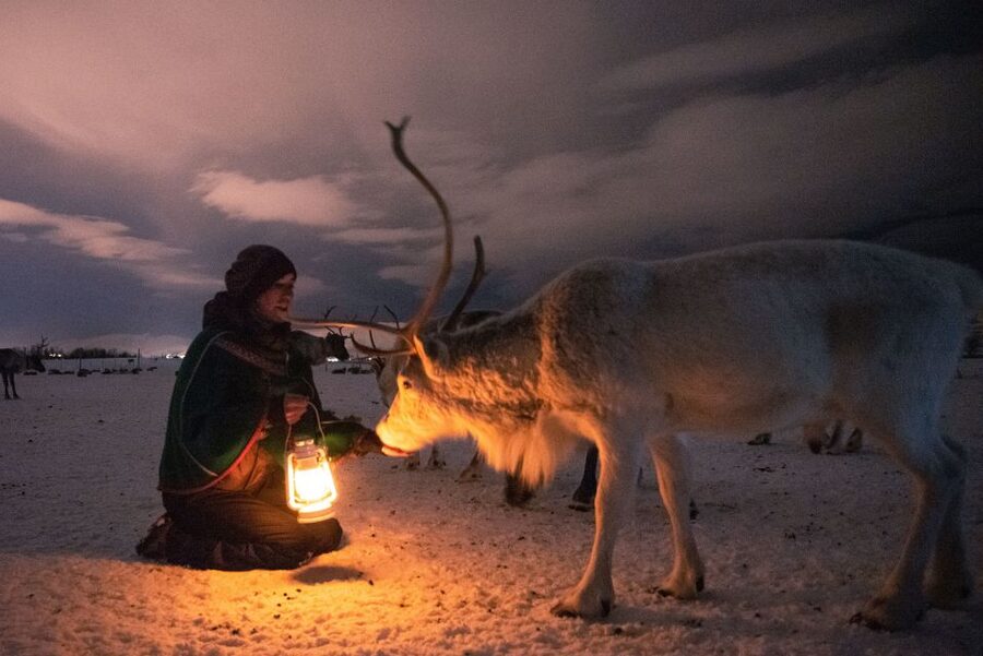 Tromsø: Reindeer Sled, Dinner, and Chance of Northern Lights - Key things to know before you go