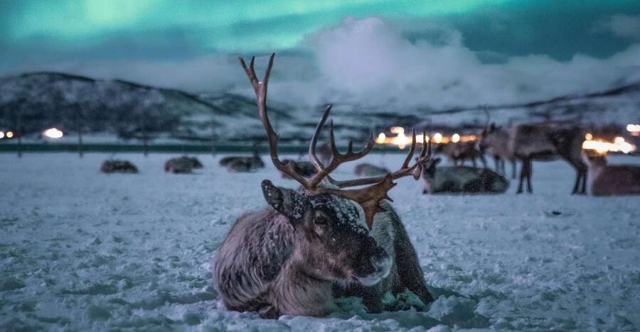Tromsø: Reindeer Sled, Dinner, and Chance of Northern Lights - Getting to the Sami camp from Tromsø at 18.00
