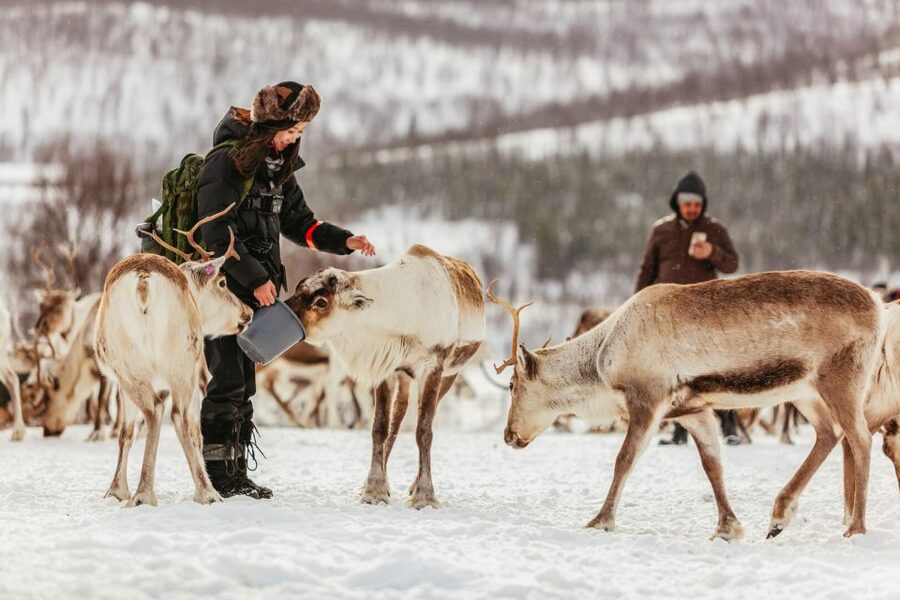 Tromsø: Reindeer Sledding & Feeding with a Sami Guide - Key takeaways before you go