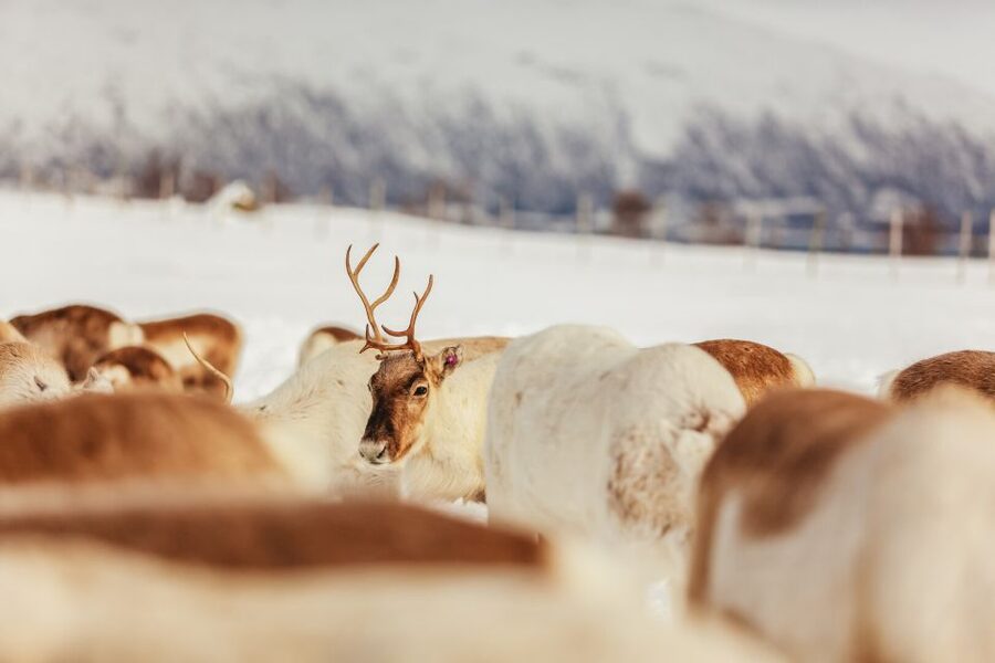 Tromsø: Reindeer Sledding & Feeding with a Sami Guide - Who This Tour Suits Best (and Who Might Want to Rethink It)