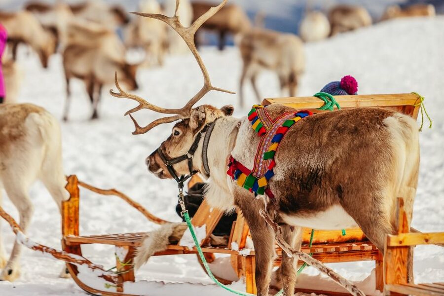 Tromsø: Reindeer Sledding & Feeding with a Sami Guide - Tromsø Reindeer and Sami Culture, the Real Point of the Trip