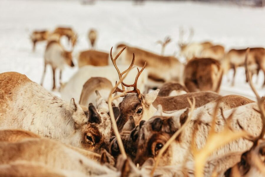 Tromsø: Reindeer Sledding & Feeding with a Sami Guide - Feeding Hundreds of Reindeer: The Camp Moment You Will Remember