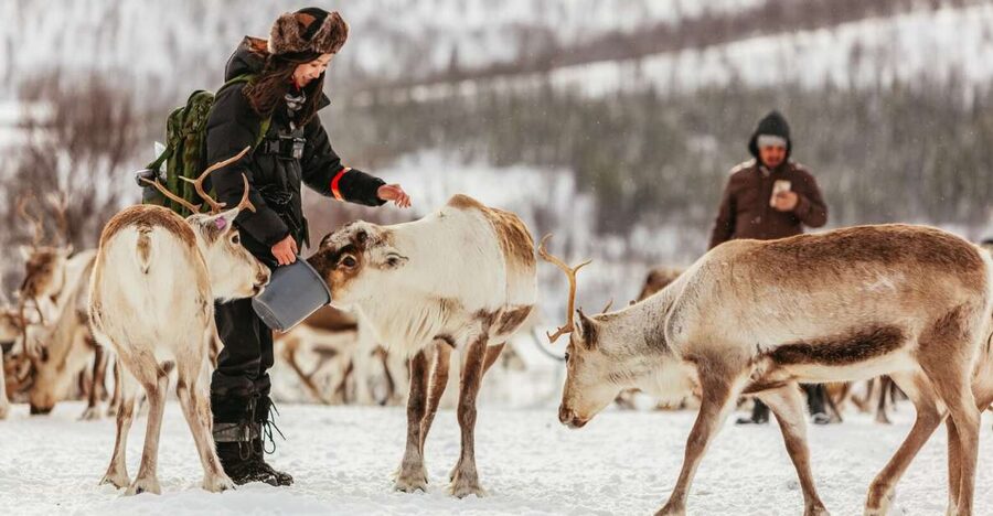 Tromsø: Reindeer Sledding & Feeding with a Sami Guide - The Lavvu Lunch, Open Fire, and the Joik You Did Not Expect
