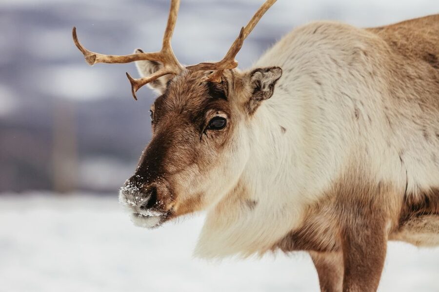 Tromsø: Reindeer Sledding & Feeding with a Sami Guide - What You Eat and Drink: Warm Lunch, Coffee, and Soup Options