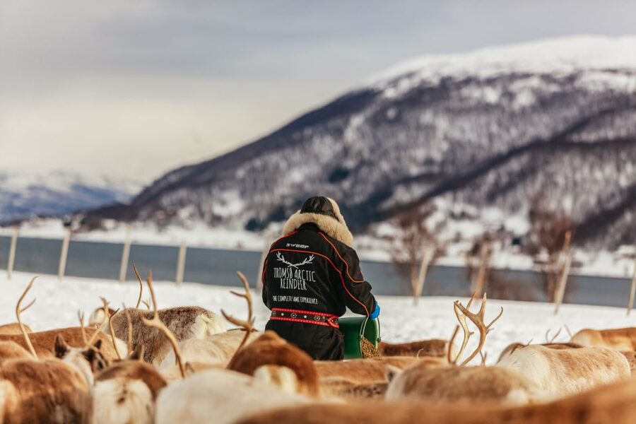 Tromsø: Reindeer Sledding & Feeding with a Sami Guide - Group Size and Waiting: How to Stay Patient Without Losing the Fun