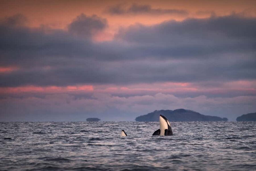 Tromsø: Responsible Whale Watching Cruise Aboard MS Alba - Key things to know before you go