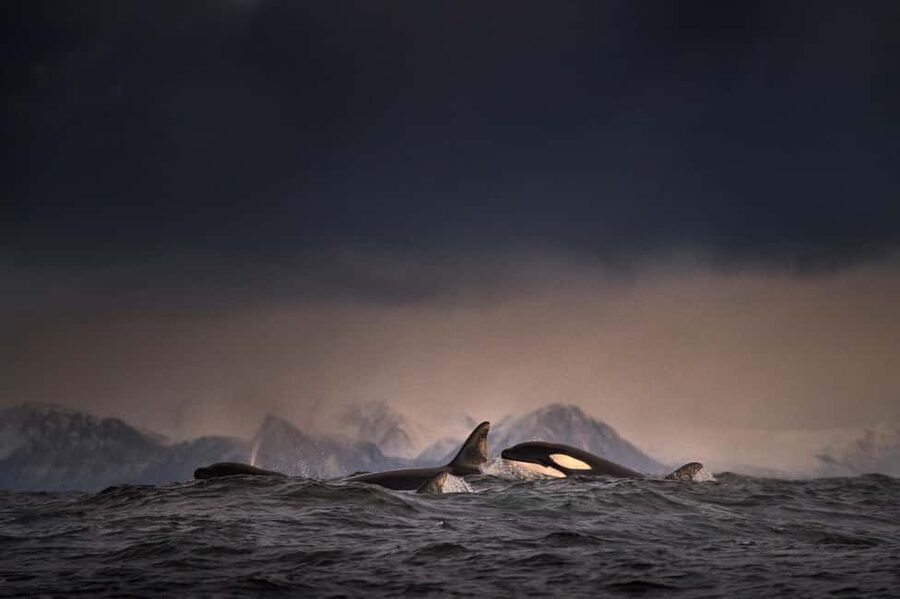 Tromsø: Responsible Whale Watching Cruise Aboard MS Alba - Price and value: is $215 fair for this kind of experience?