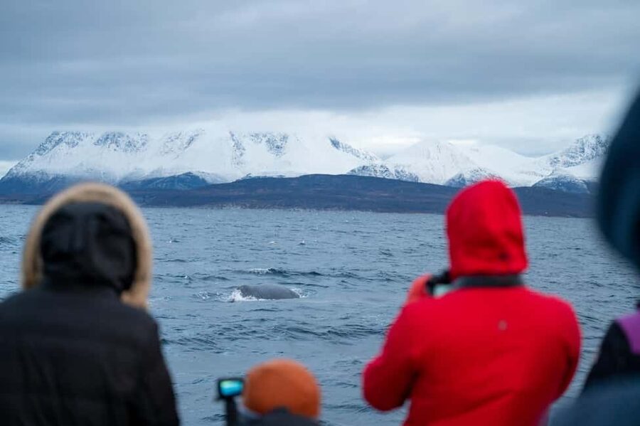 Tromsø: Responsible Whale Watching Cruise Aboard MS Alba - Who this cruise suits best, and who should reconsider