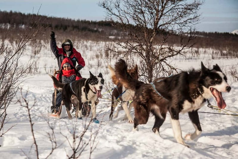 Tromsø: Self-Drive Husky Dog Sledding Adventure - Key things that make this husky day worth your time