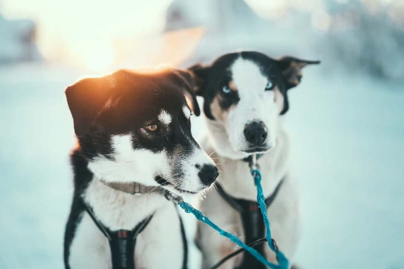 Tromsø: Self-Drive Husky Dog Sledding Adventure - Suiting up: the included winter gear you actually need