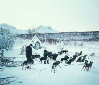 Self-Drive Husky Dog Sledding Adventure