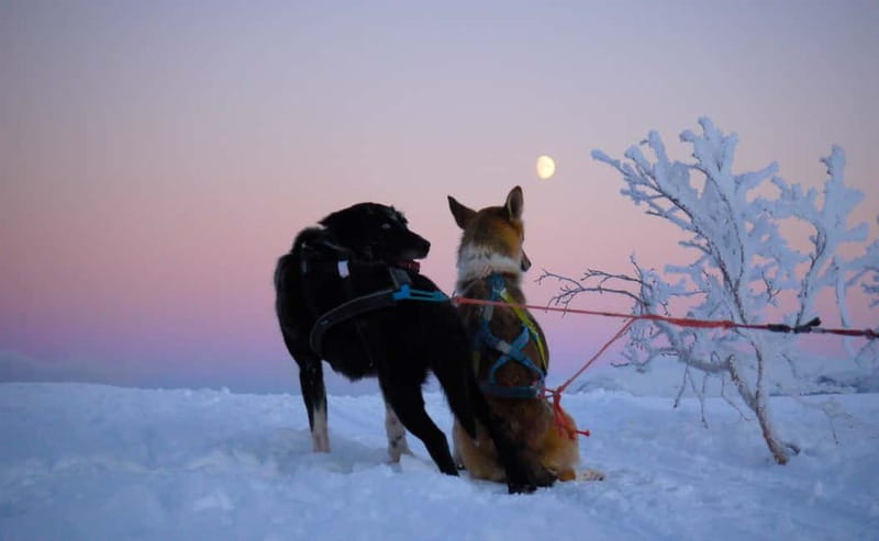 Tromsø: Self-Drive Husky Dog Sledding Adventure - On the trail: 70 to 80 minutes of Arctic wilderness driving