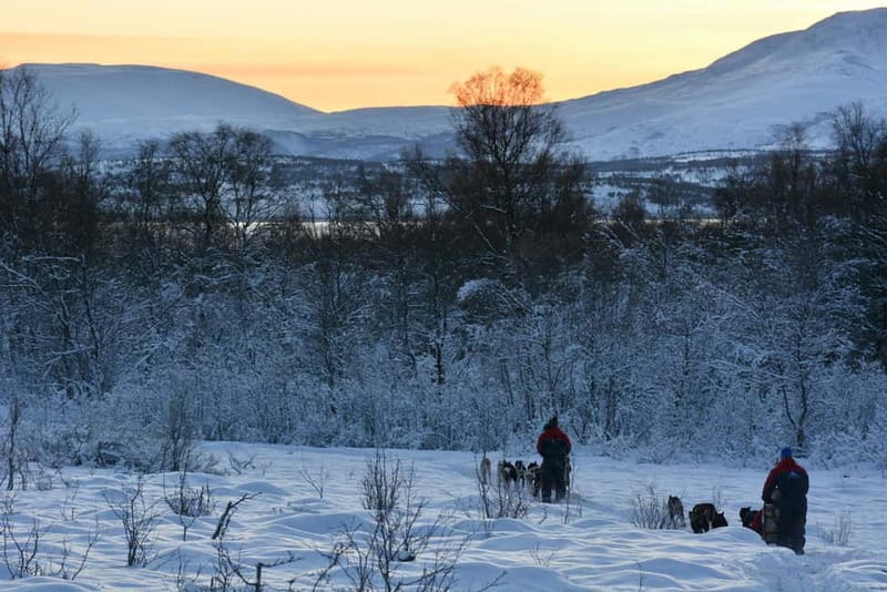 Tromsø: Self-Drive Husky Dog Sledding Adventure - Price and value: what $351 gets you, and why it costs more