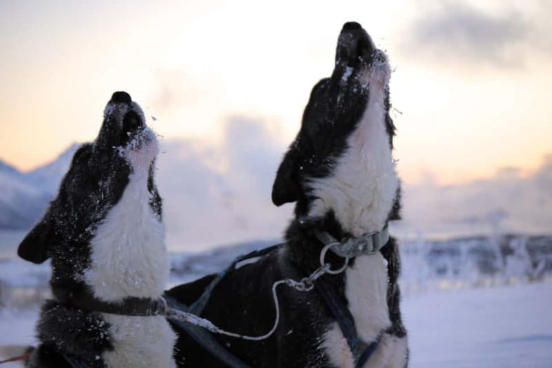 Tromsø: Self-Drive Husky Dog Sledding Adventure - Who this self-drive husky sledding suits best