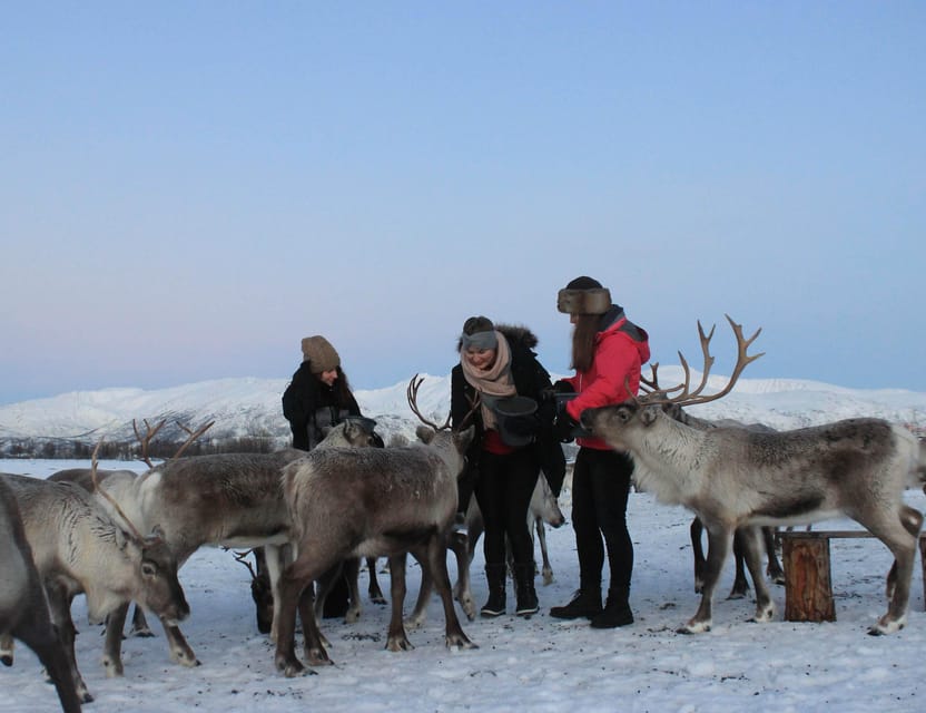 Tromsø: Snowshoeing Tour & Reindeer Encounter with Lunch - Snowshoeing in Arctic snow: what the trek feels like for beginners