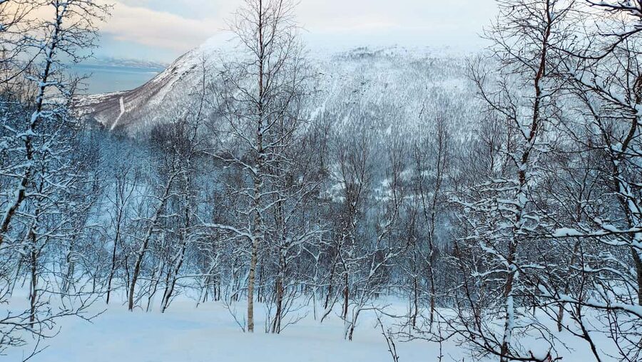 Tromsø Street to Wilderness: Guided Snowshoe Hike - Key highlights worth knowing