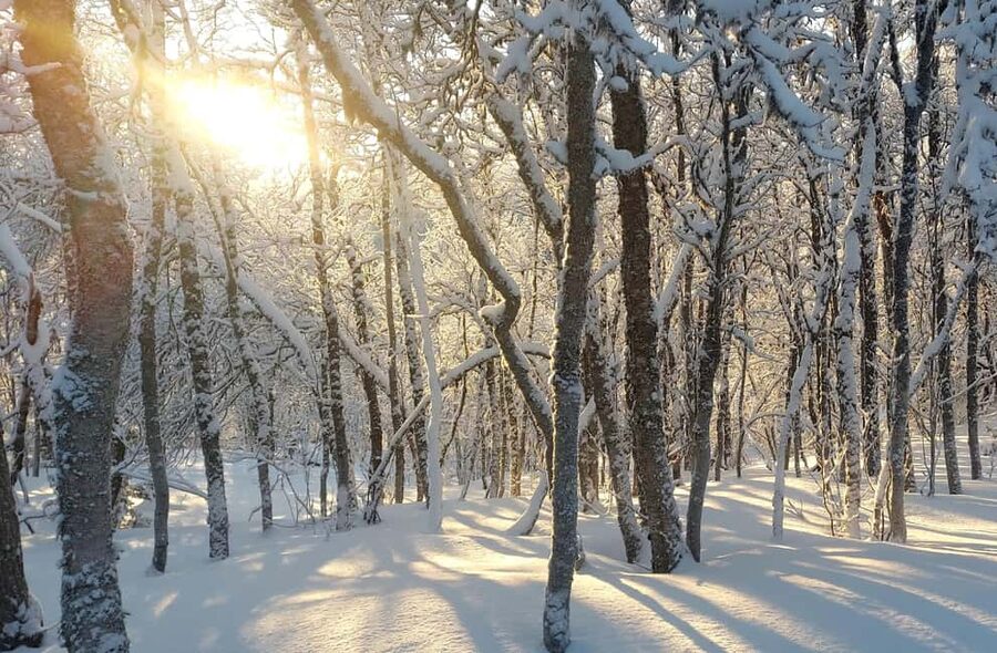 Tromsø Street to Wilderness: Guided Snowshoe Hike - Phil’s guidance: Arctic life, history, and what tracks can tell you