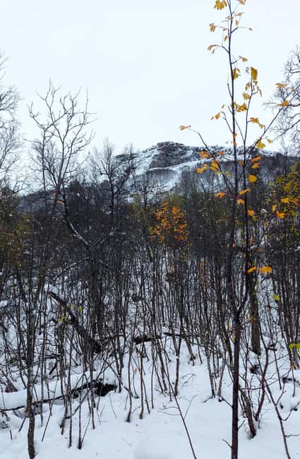 Tromsø Street to Wilderness: Guided Snowshoe Hike - Wildlife spotting in snow: what you should expect, and how to not miss it