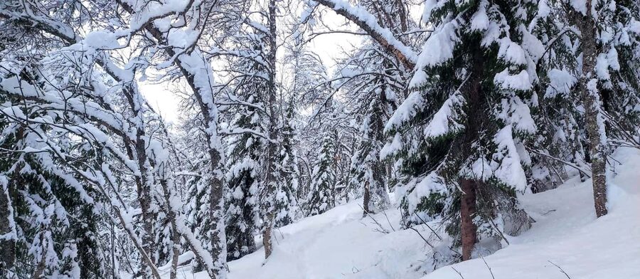 Tromsø Street to Wilderness: Guided Snowshoe Hike - Two hours that actually feel like snowshoeing