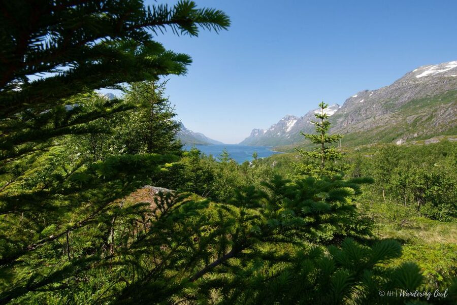 Tromsø: Summer Fjord Road Trip with Citizen Science - The Arctic picnic: homemade food plus a chance to slow down