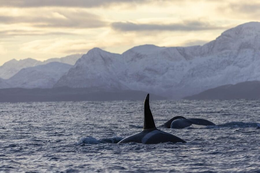 Tromsø Whale Safari with MS Gabriele - Key things I’d circle before you book