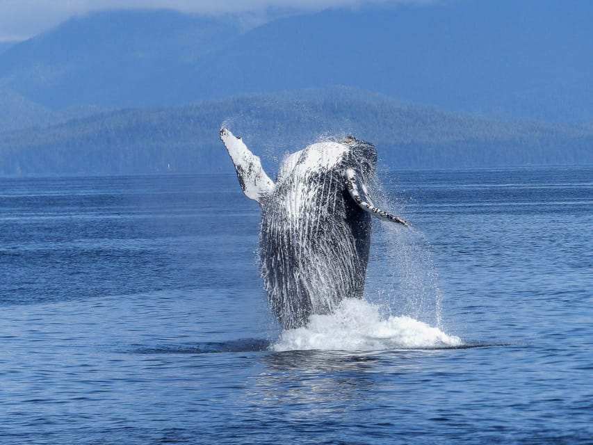 Tromsø Whale Safari with MS Gabriele - What You’ll See: Orcas, Humpbacks, and Other Arctic Visitors