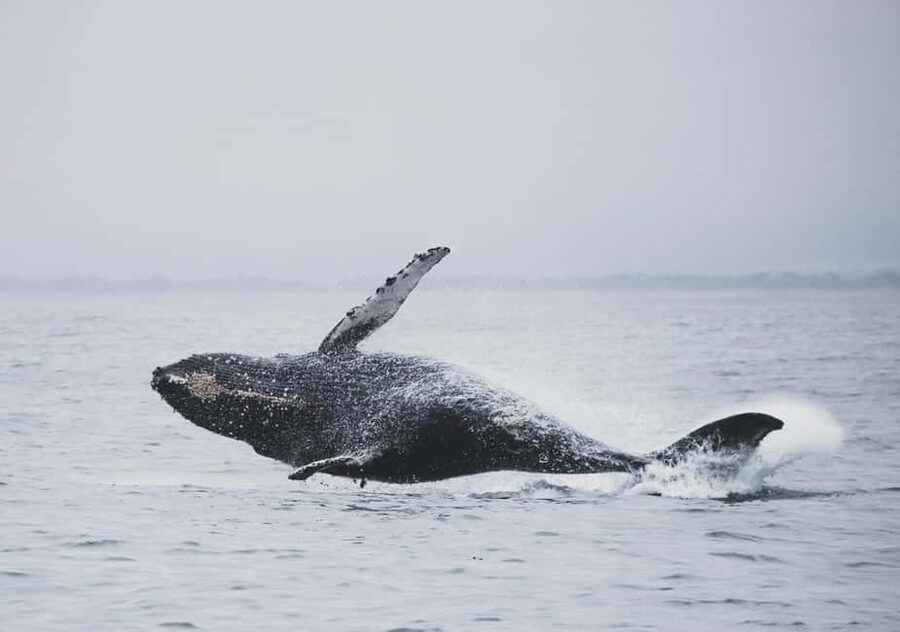 Tromsø Whale Safari with MS Gabriele - Inside MS Gabriele: Warmth, Deck Space, Snacks, and the Real Motion