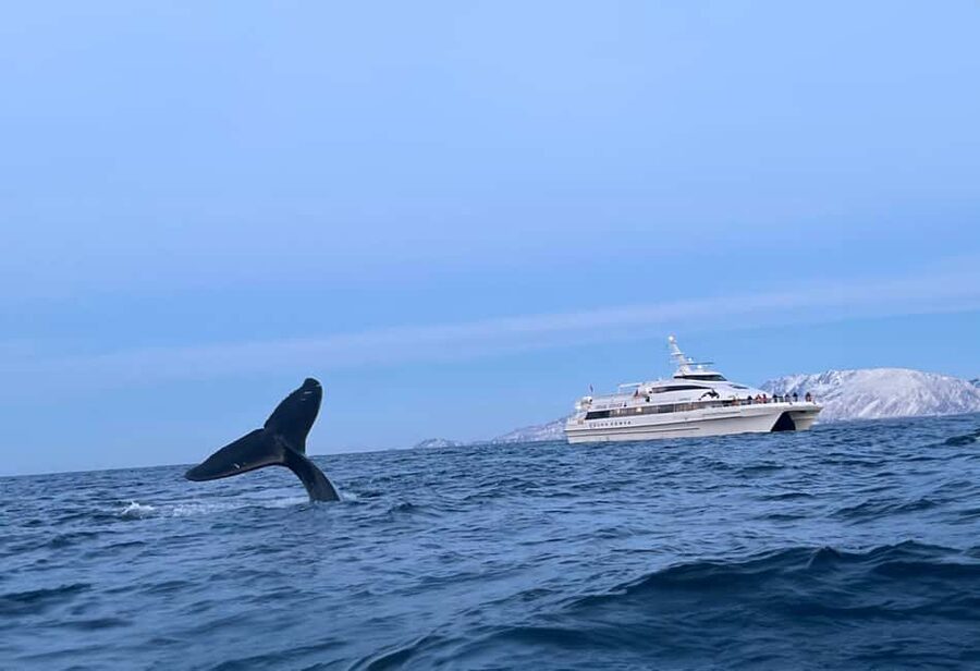 Tromsø Whale Safari with MS Gabriele - From Nerstrandkaia to Skjervøy: How the Day Actually Runs