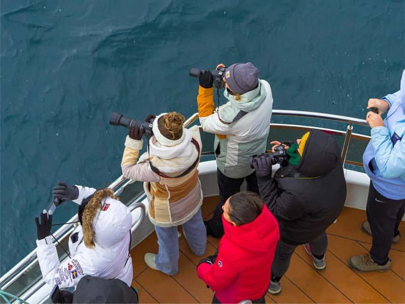 Tromsø: Whale Watching on hybrid boat with scenic bustrip - Key things that make this Tromsø whale watching day worth your time